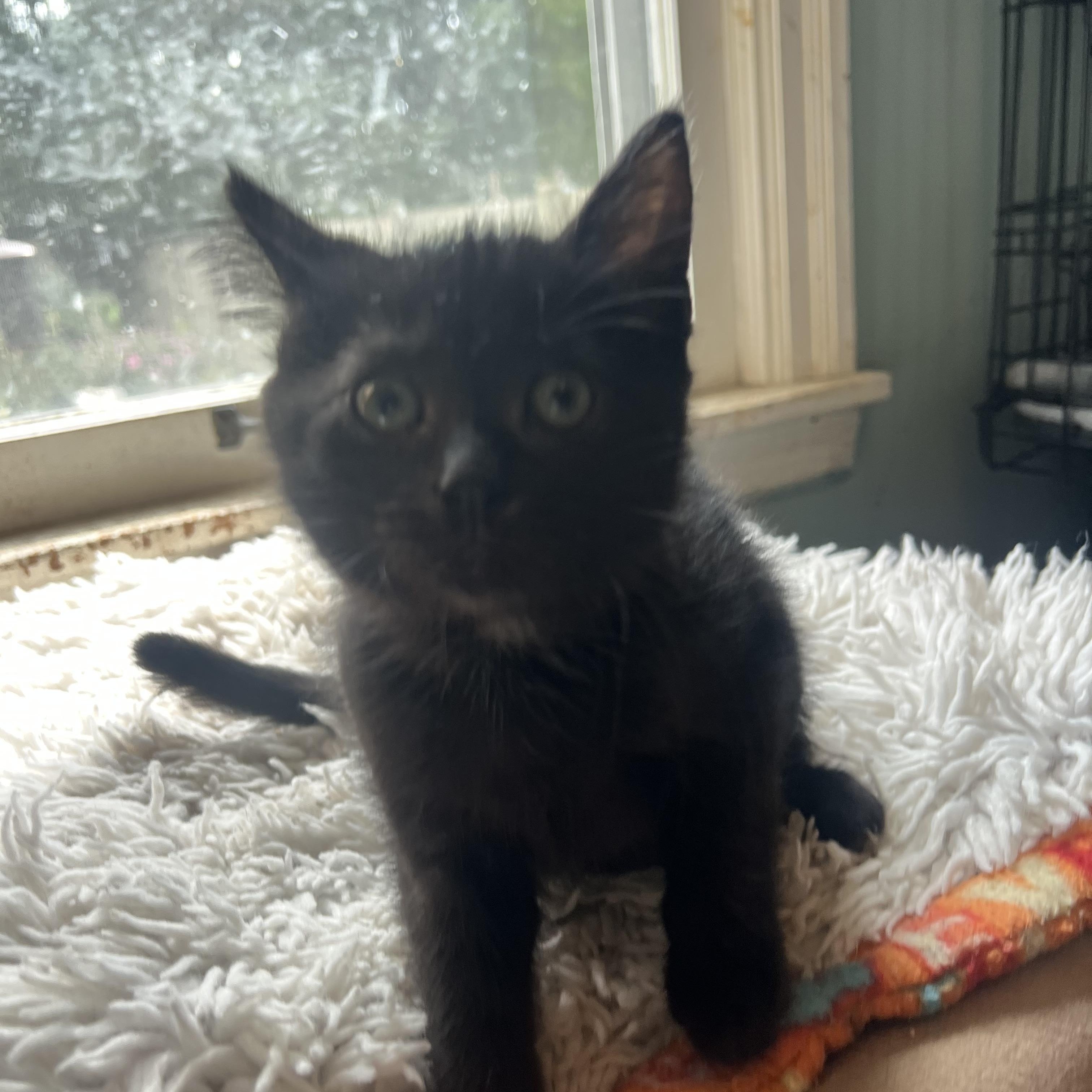 Robin, Adopted, Kitten Male Domestic Medium Hair.