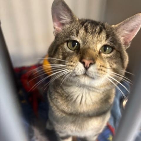 Charles, ADOPTABLE, Adult Male Domestic Short Hair.