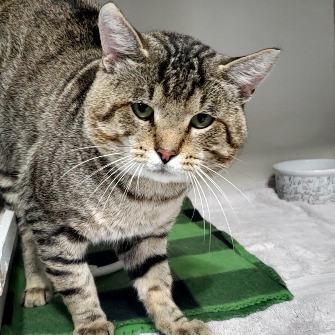 Enlarge Charles, a ADOPTABLE Domestic Short Hair in Hutchinson, MN image 2/5