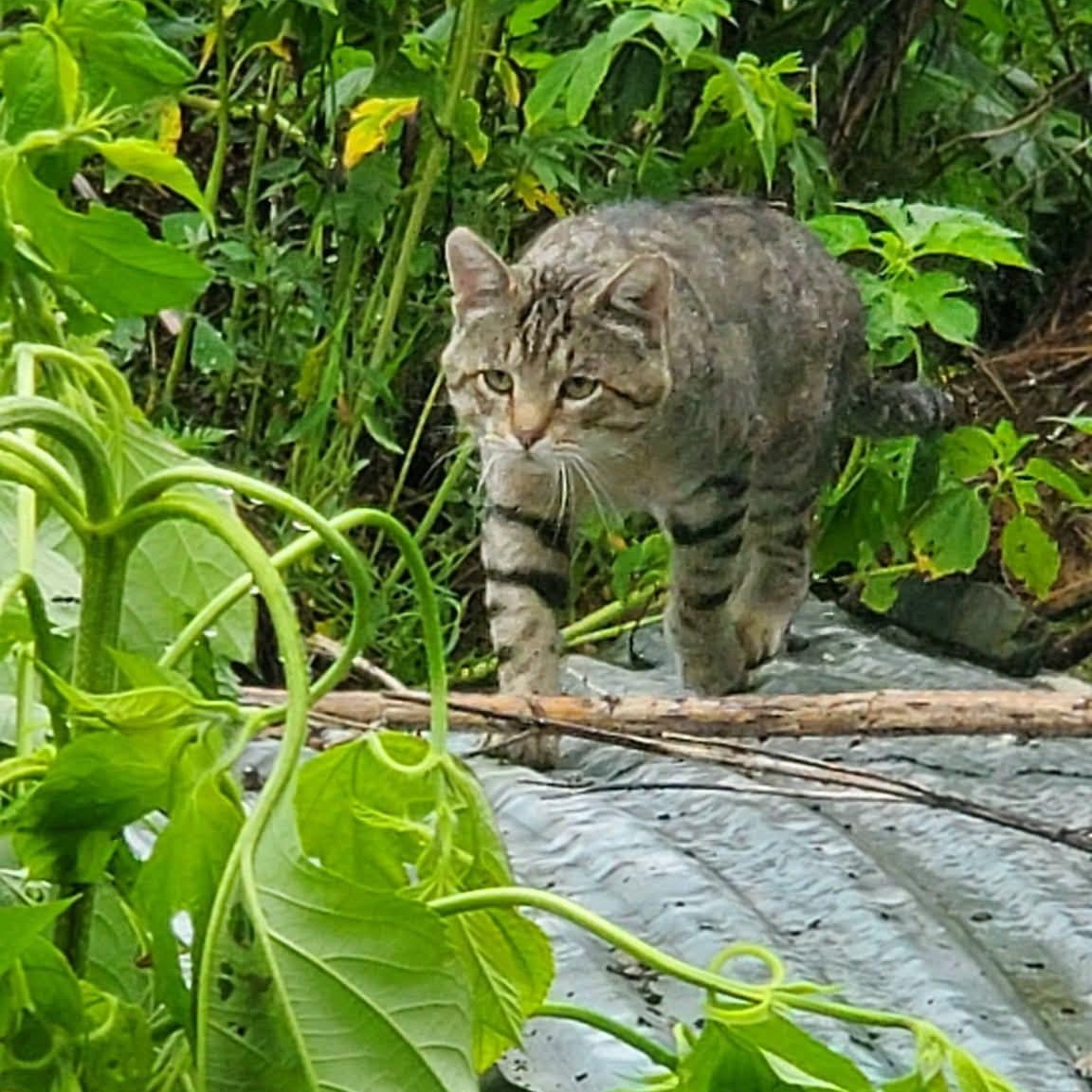 Enlarge Charles, a ADOPTABLE Domestic Short Hair in Hutchinson, MN image 5/5