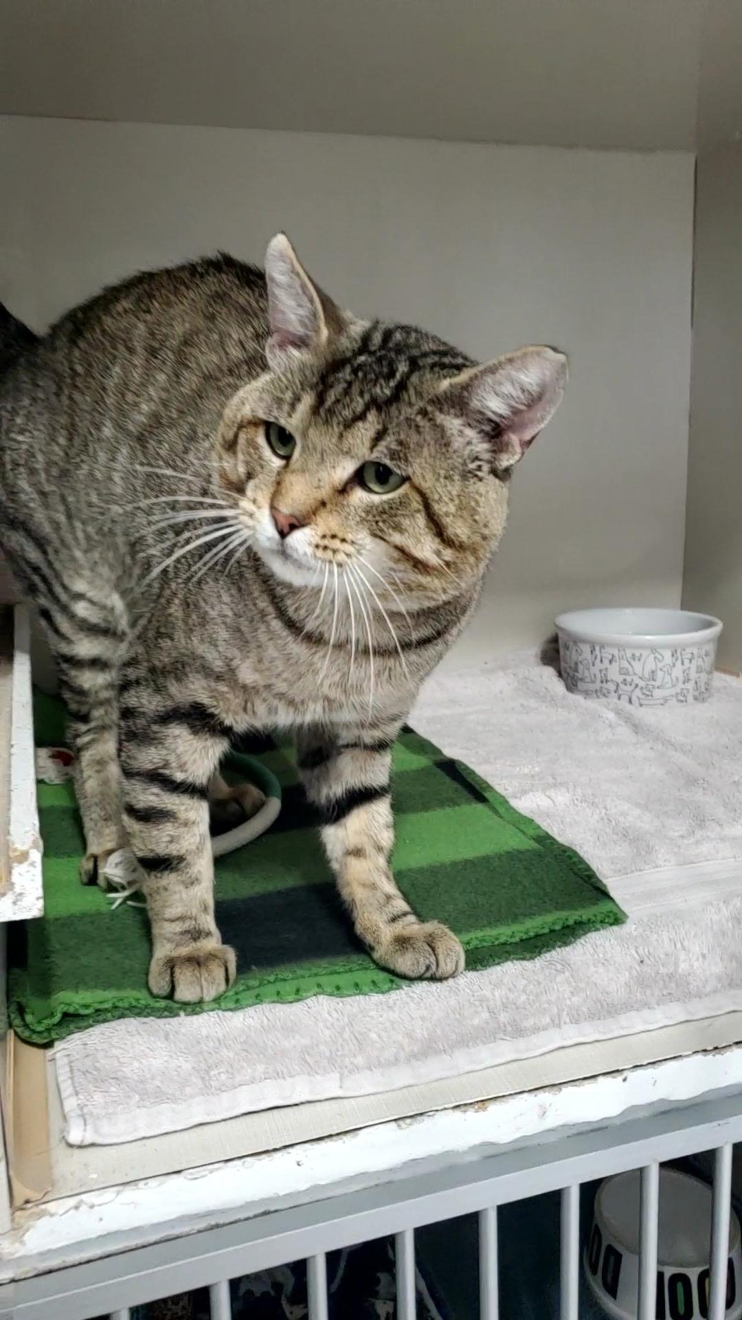 Enlarge Charles, a ADOPTABLE Domestic Short Hair in Hutchinson, MN image 4/5