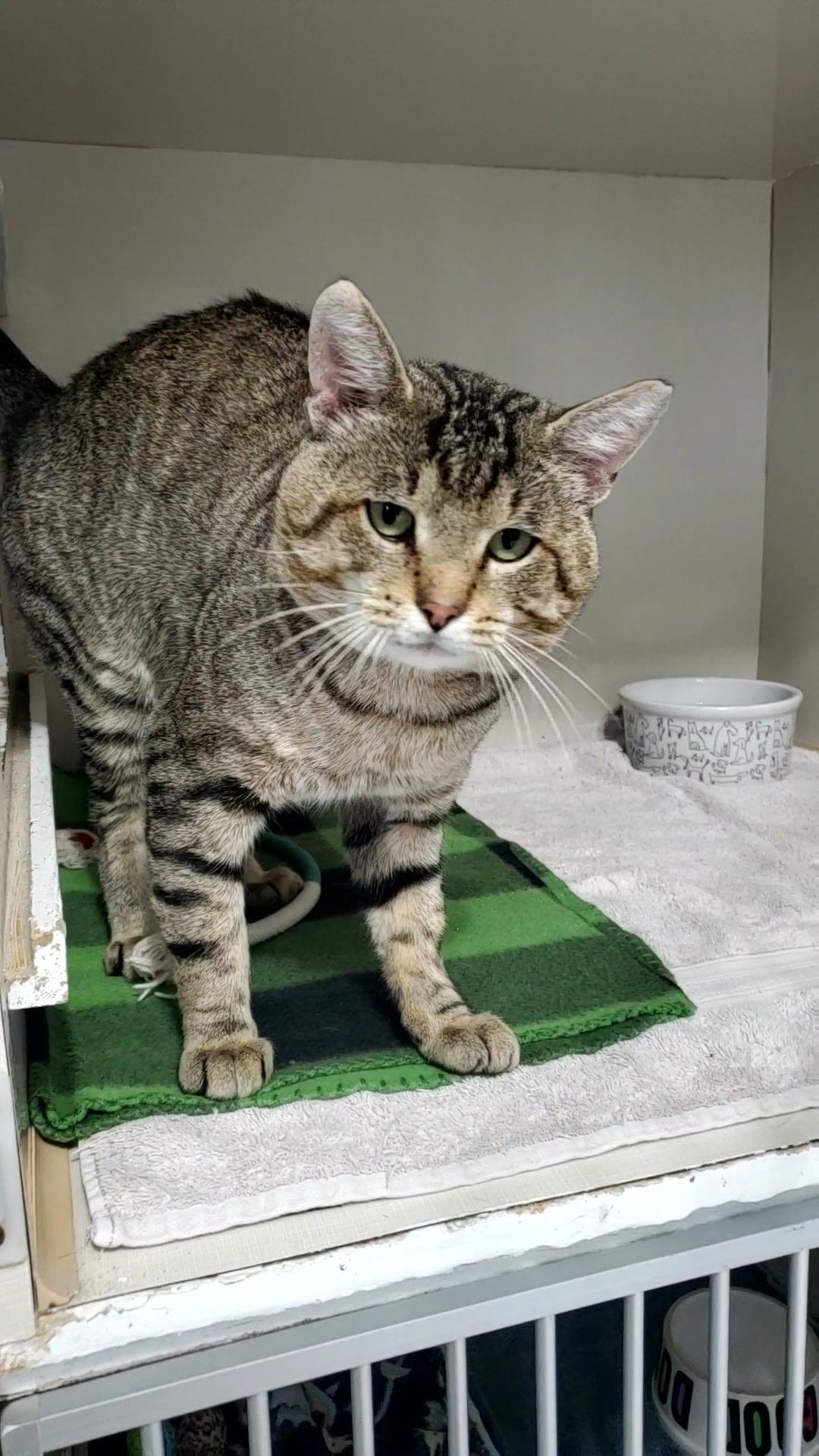 Enlarge Charles, a ADOPTABLE Domestic Short Hair in Hutchinson, MN image 3/5