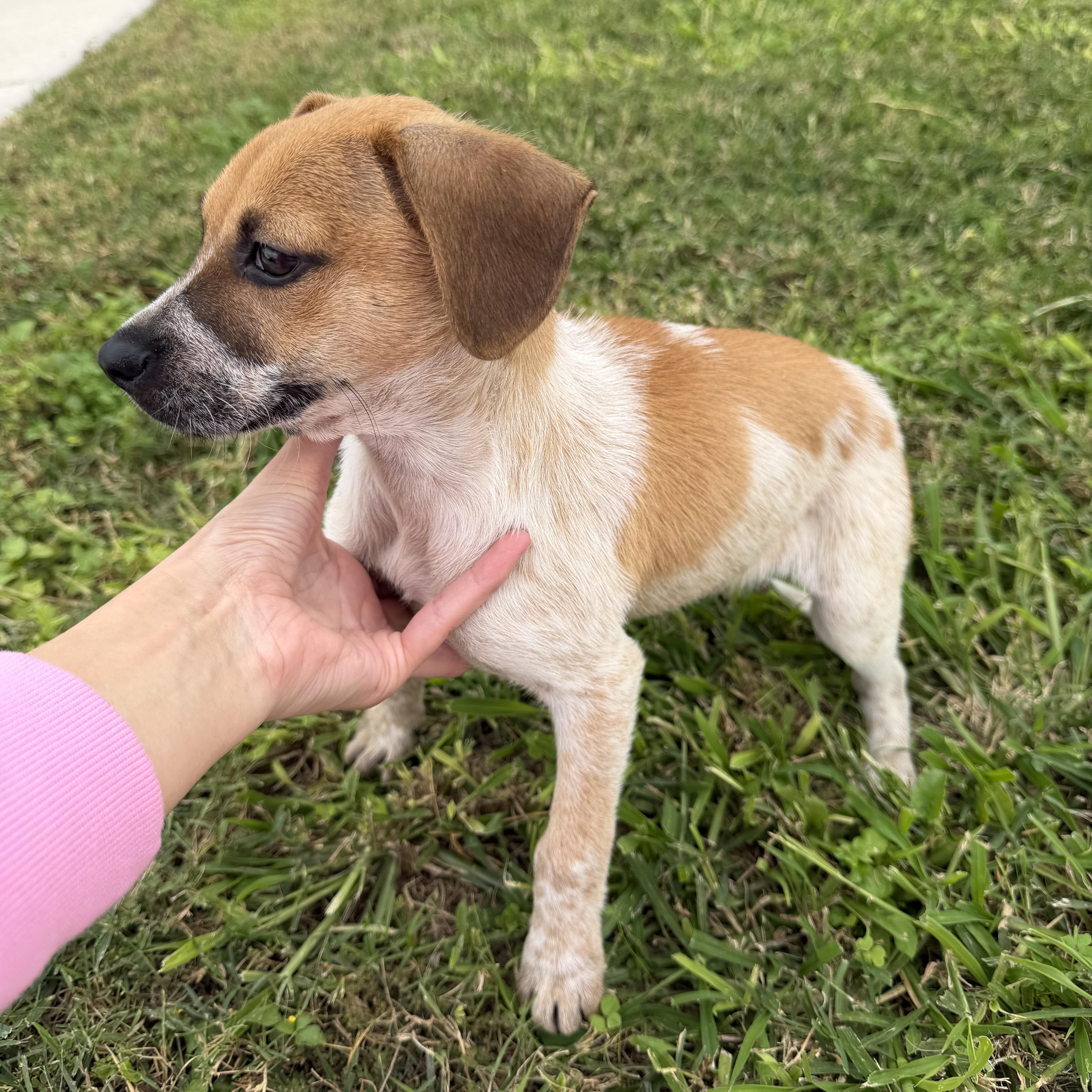 Pancake — thumbnail 3