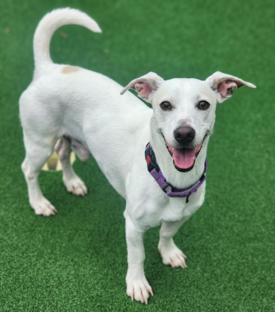 Enlarge Peetz, an adopted mixed breed in Cumming, GA image 4/6