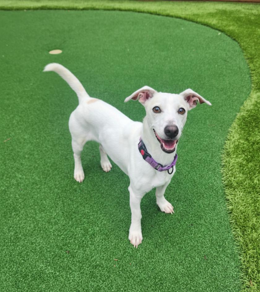 Enlarge Peetz, an adopted mixed breed in Cumming, GA image 3/6