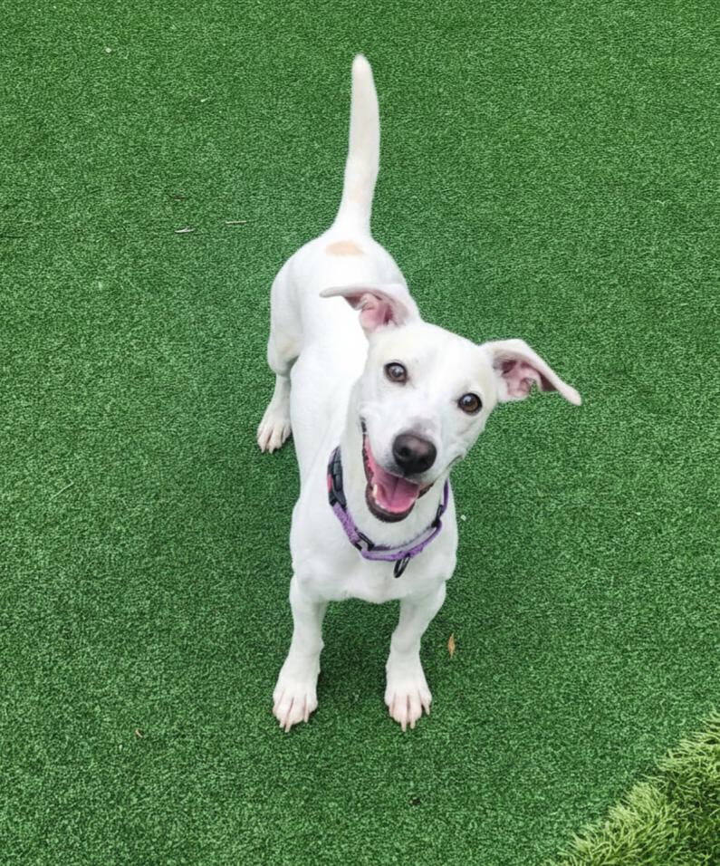 Enlarge Peetz, an adopted mixed breed in Cumming, GA image 6/6