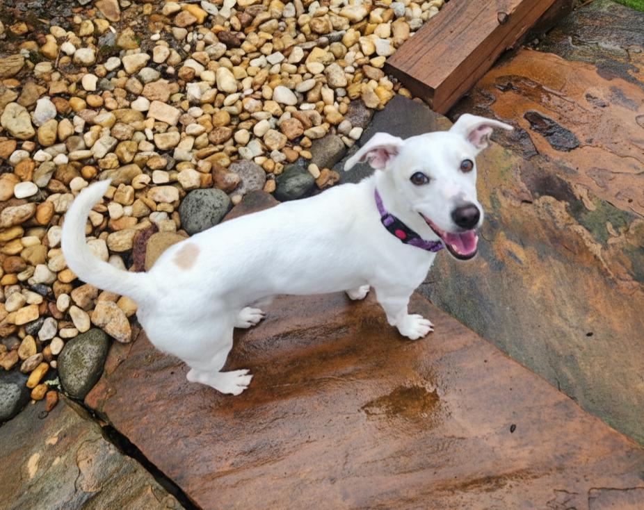 Enlarge Peetz, an adopted mixed breed in Cumming, GA image 5/6