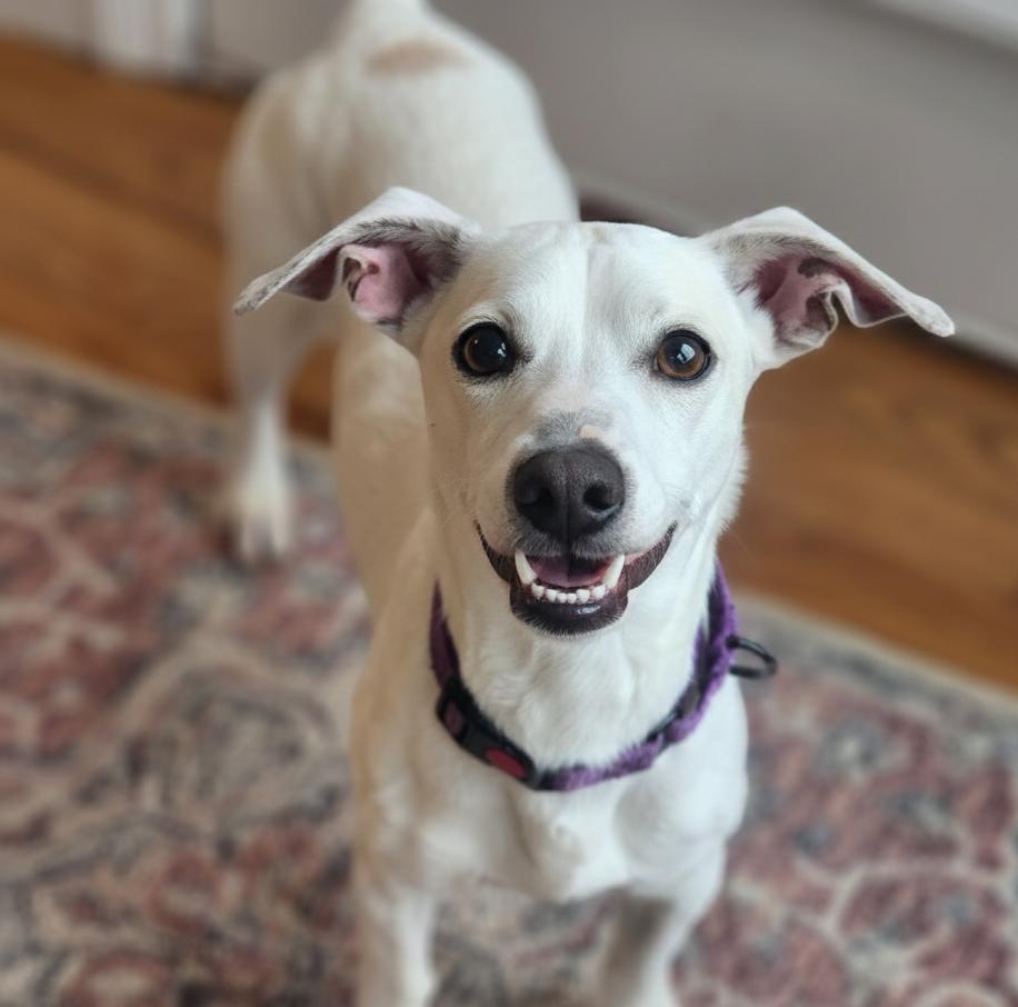 Enlarge Peetz, an adopted mixed breed in Cumming, GA image 1/6