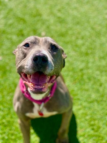 Kayda, Adoptable, Adult Female Mixed Breed & Mixed Breed.