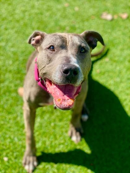 Enlarge Kayda, a Adoptable mixed breed in Munster, IN image 2/3