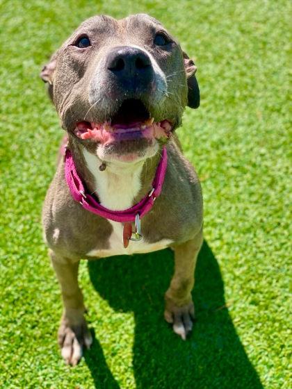 Enlarge Kayda, a Adoptable mixed breed in Munster, IN image 3/3