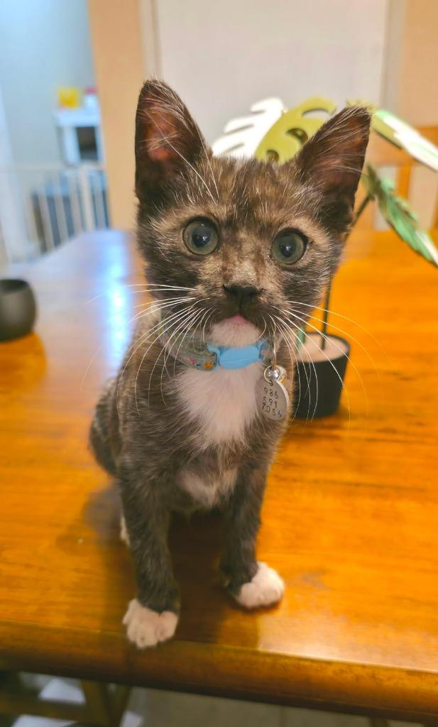 Cricket, Adoptable, Kitten Female Domestic Short Hair.