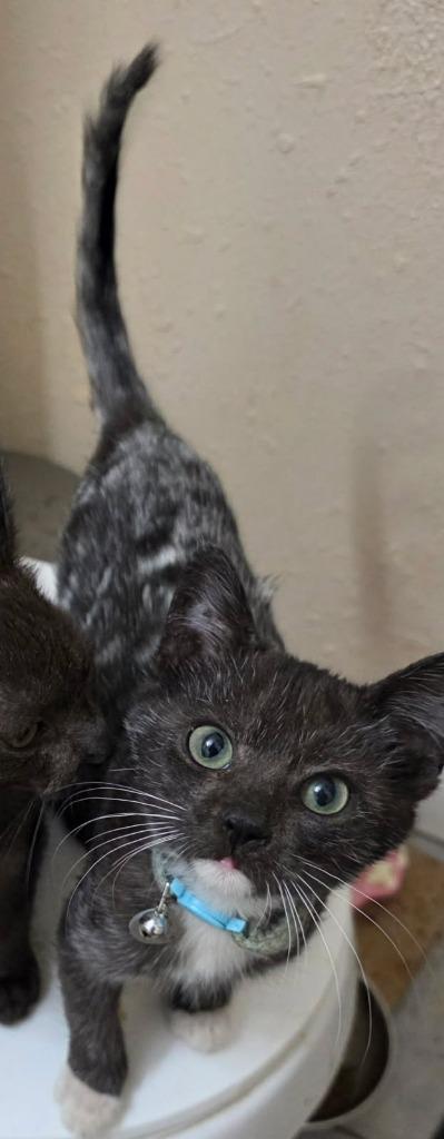 Enlarge Cricket, a Adoptable mixed breed in Richland Hills, TX image 2/2