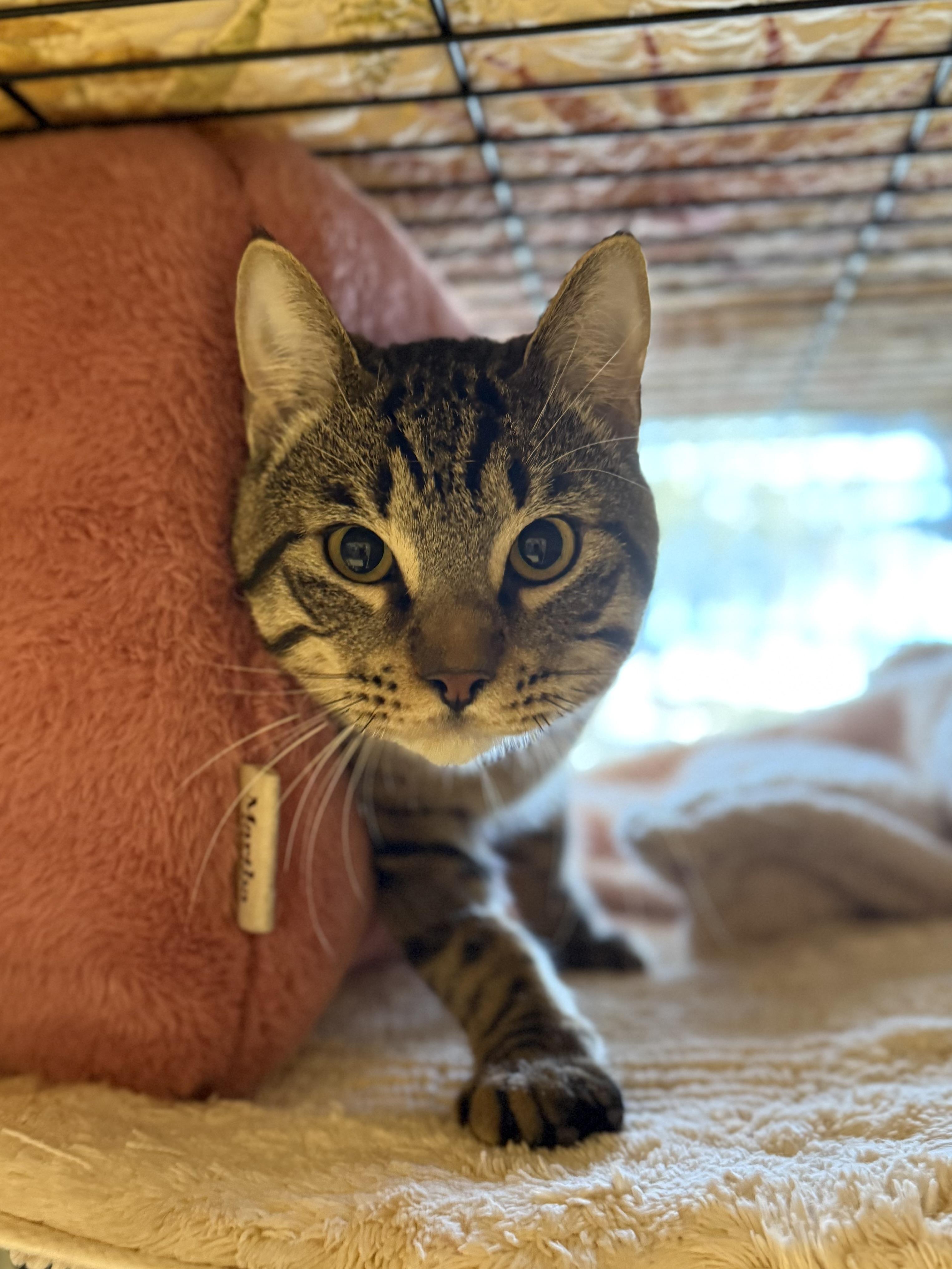 Gato, adopted, Young Male Domestic Short Hair.