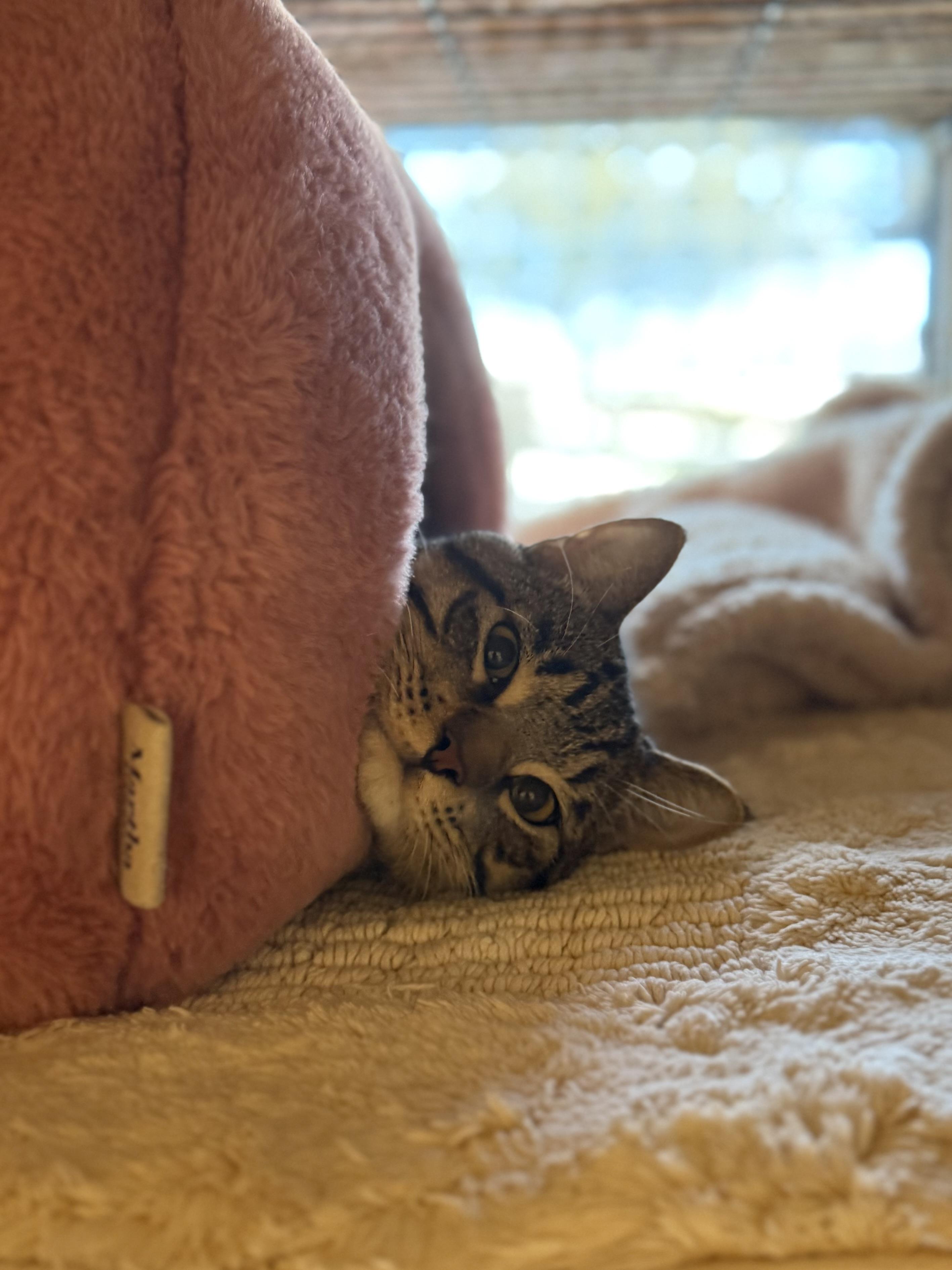 Enlarge Gato, an adopted Domestic Short Hair in Boulder City, NV image 2/2