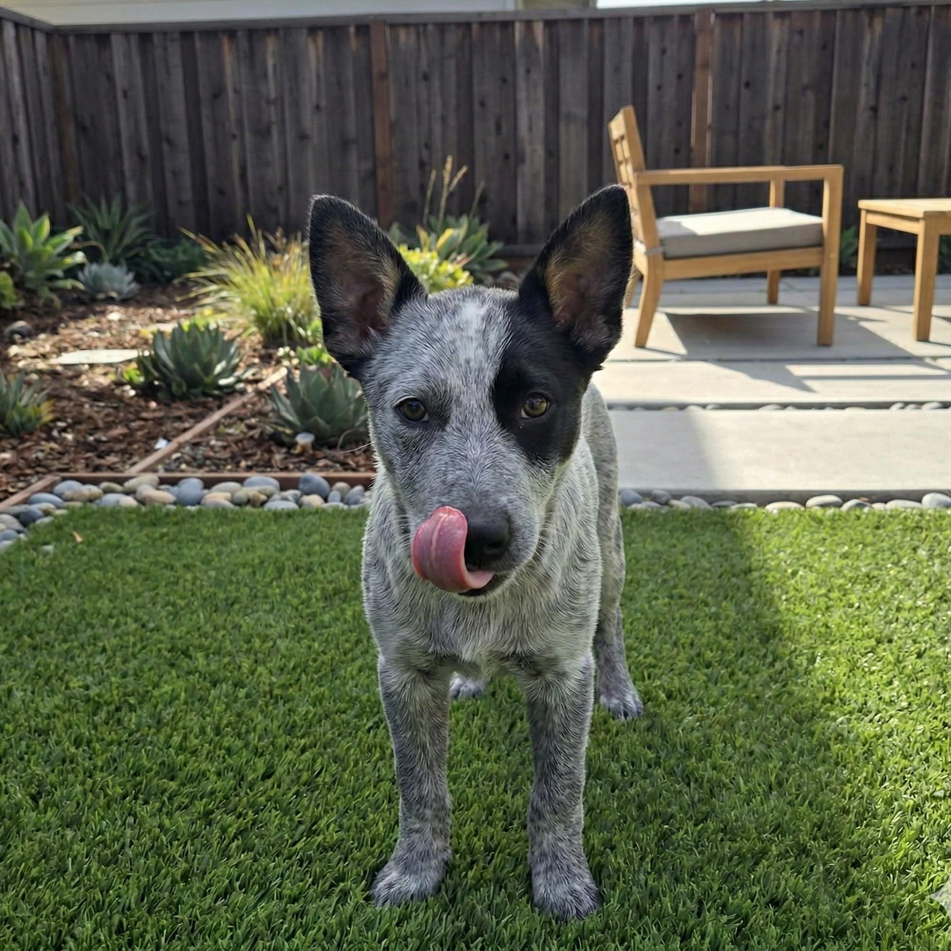 Bree, ADOPTABLE, Puppy Female Australian Cattle Dog / Blue Heeler.