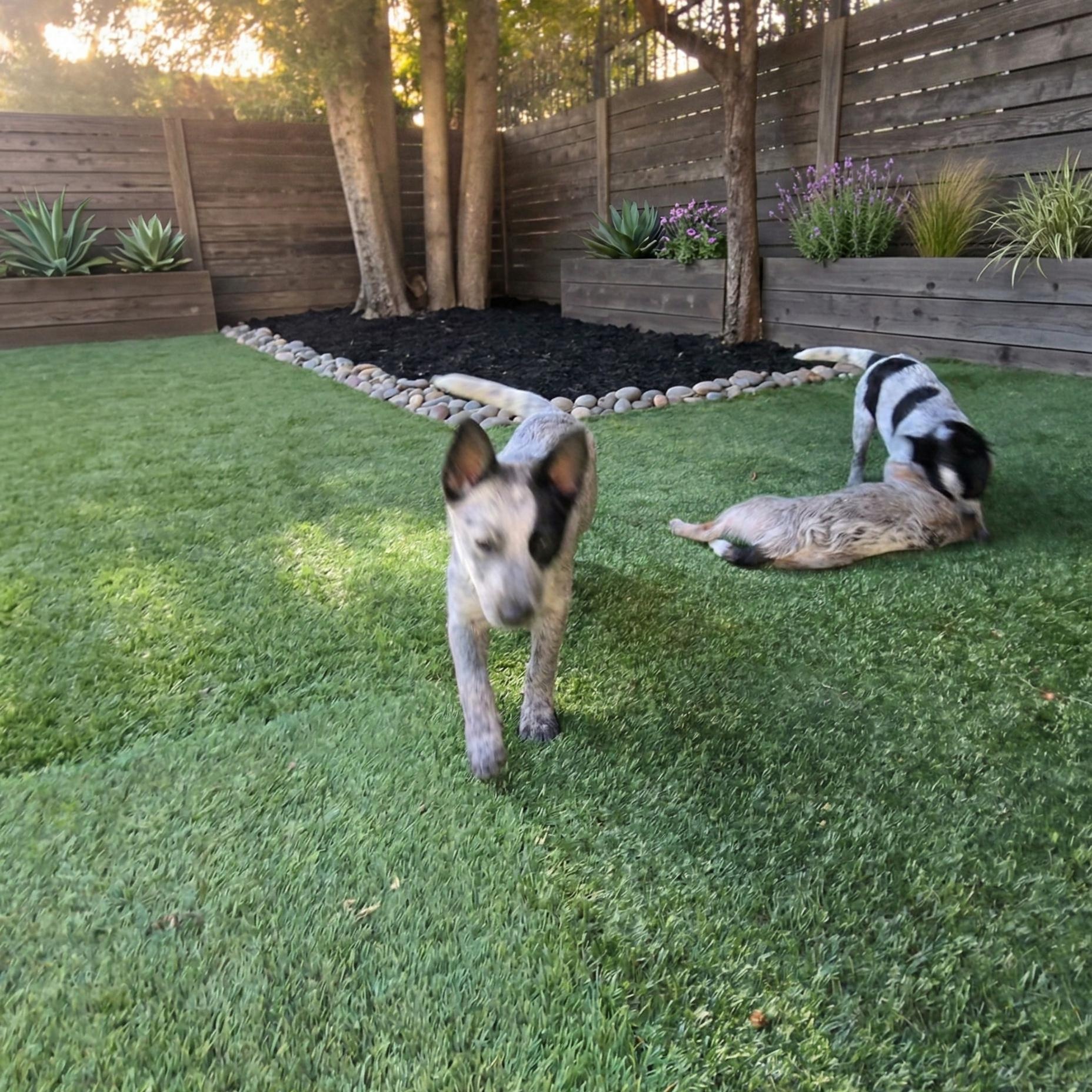 Enlarge Bree, a ADOPTABLE Australian Cattle Dog / Blue Heeler in Livermore, CA image 2/4