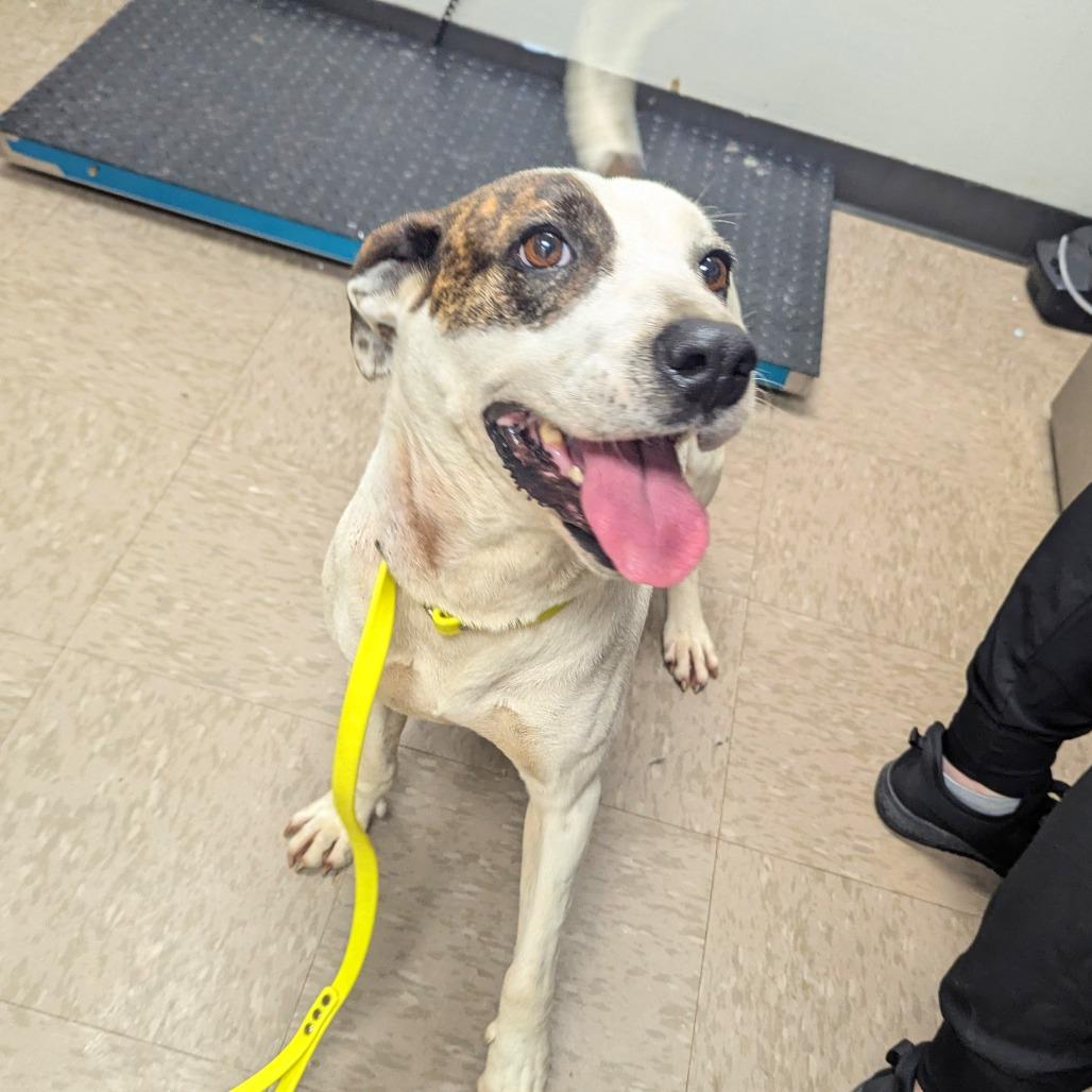 Enlarge Carrol hw treated, a Adoptable mixed breed in Parrish, AL image 2/4