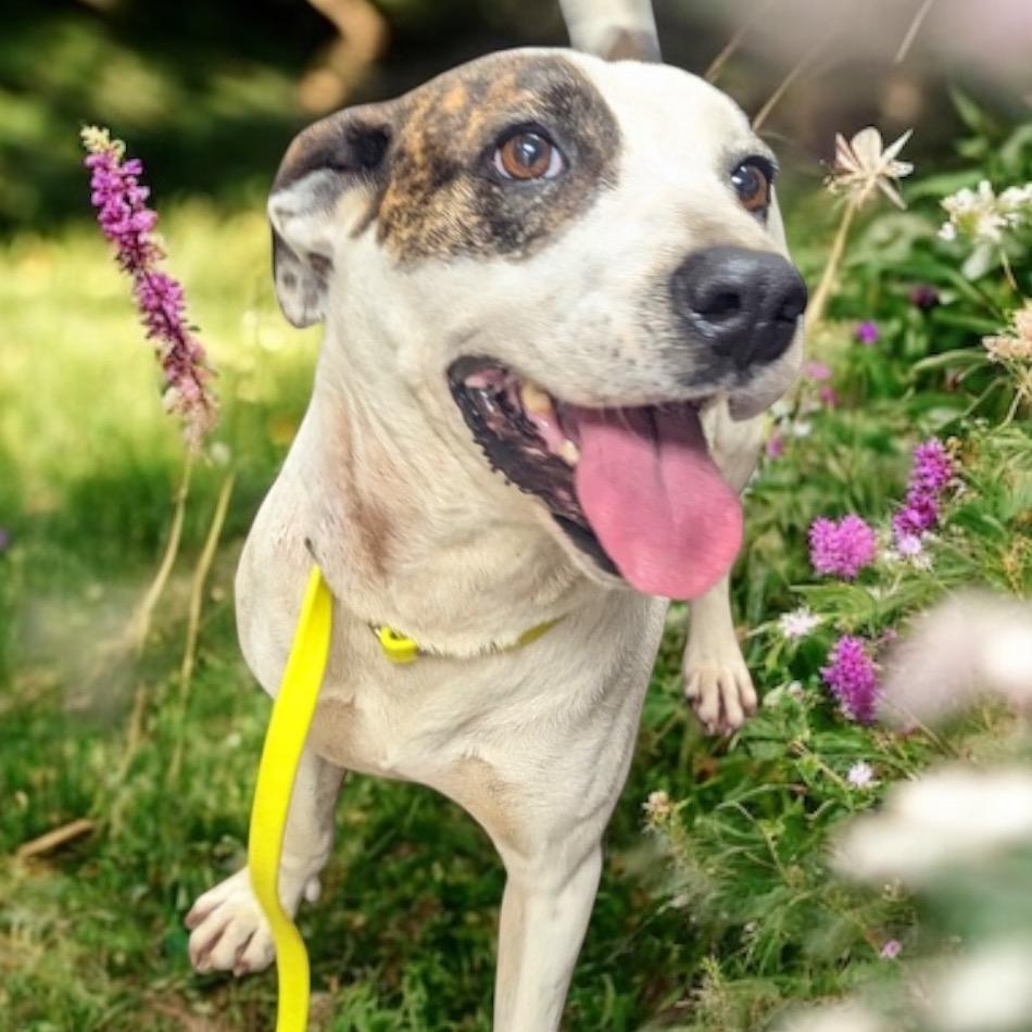 Enlarge Carrol hw treated, a Adoptable mixed breed in Parrish, AL image 3/4