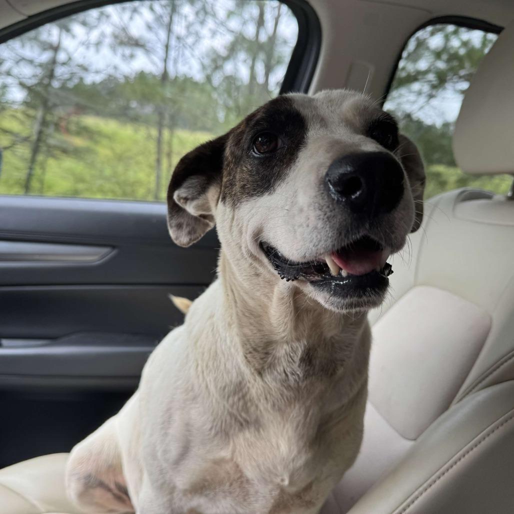 Enlarge Carrol hw treated, a Adoptable mixed breed in Parrish, AL image 4/4