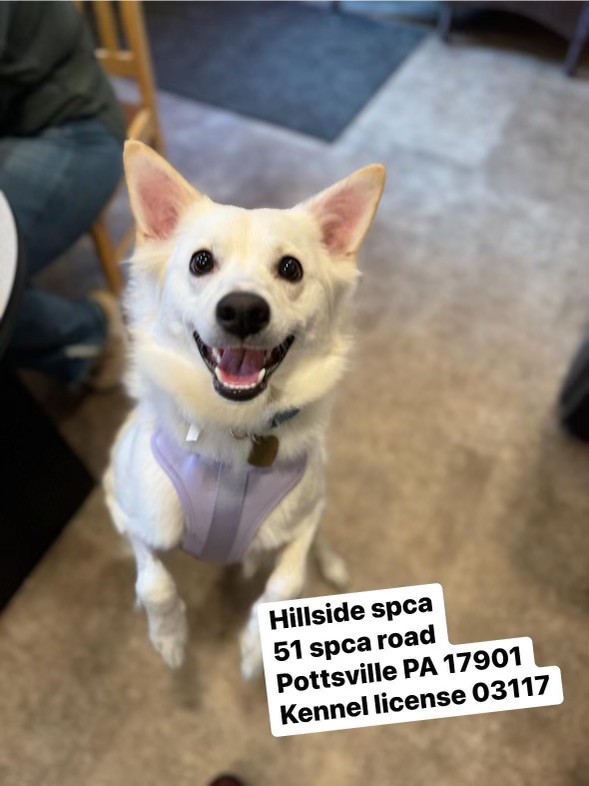 Hilary Fluff, Young Female Pomsky