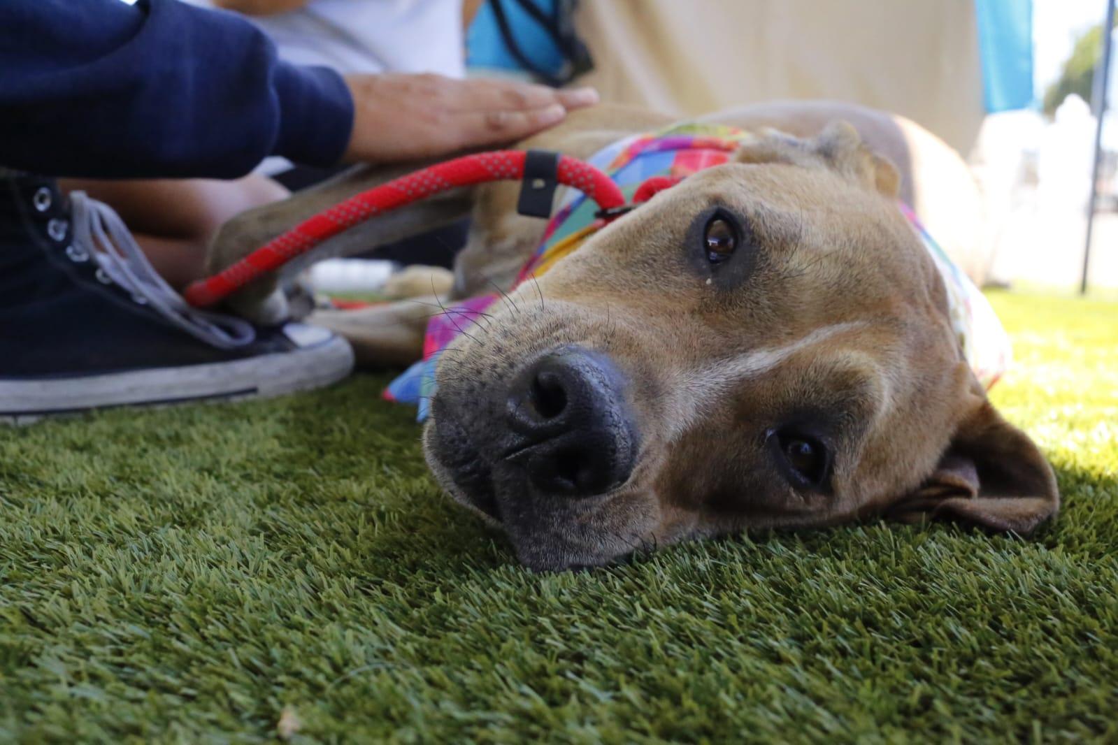 Jade, Adopted, Adult Female Pit Bull Terrier.