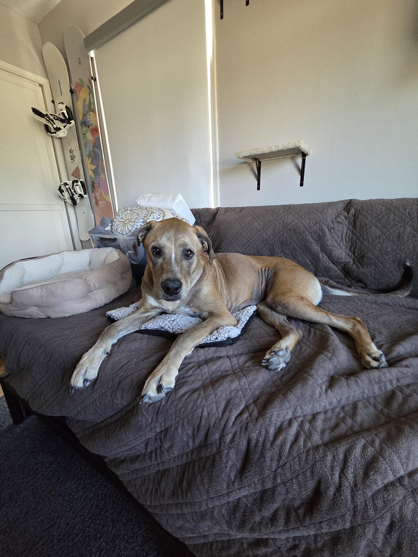 Enlarge Jade, a Adopted Pit Bull Terrier in San Diego, CA image 3/3