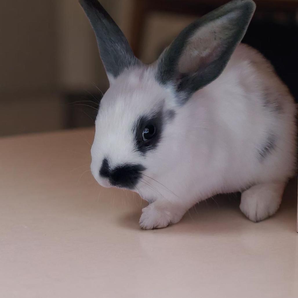Enlarge Muffin(bonded to Molly), a Adoptable Hotot in Murrieta, CA image 2/3