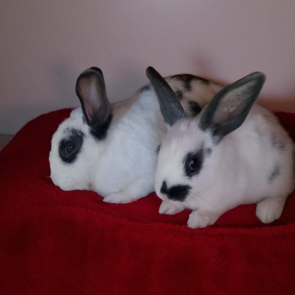 Enlarge Muffin(bonded to Molly), a Adoptable Hotot in Murrieta, CA image 3/3