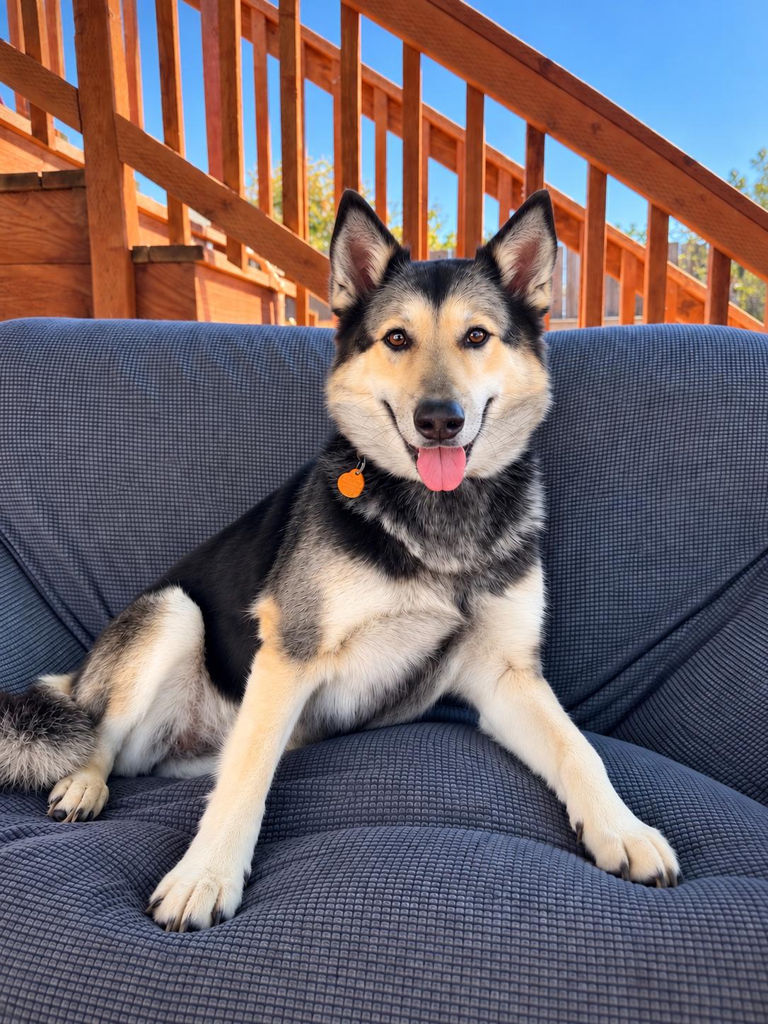 Maxie, Adoptable, Adult Female German Shepherd Dog & Siberian Husky.