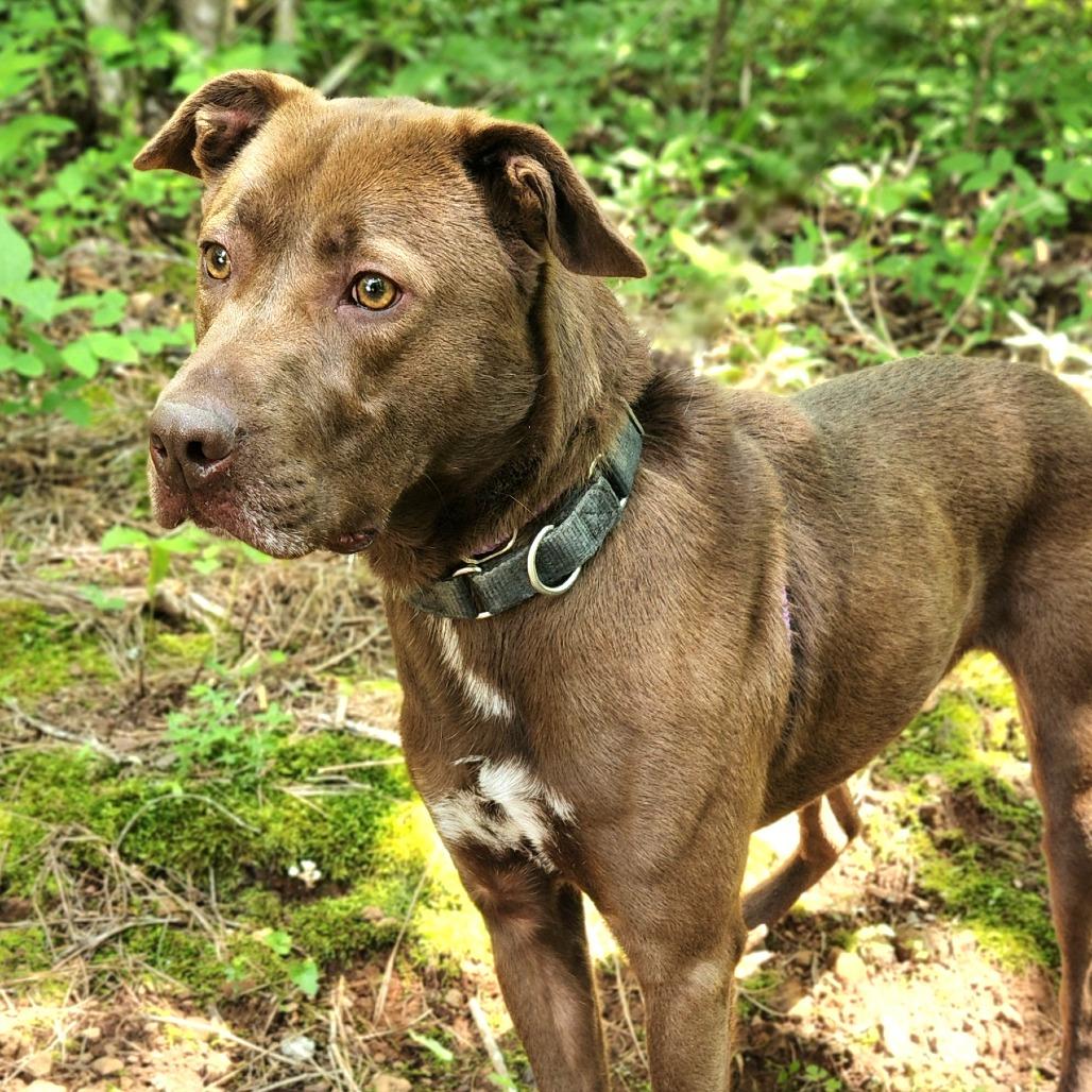 Patton, a ADOPTABLE mixed breed in Franklin, NC image 1/5