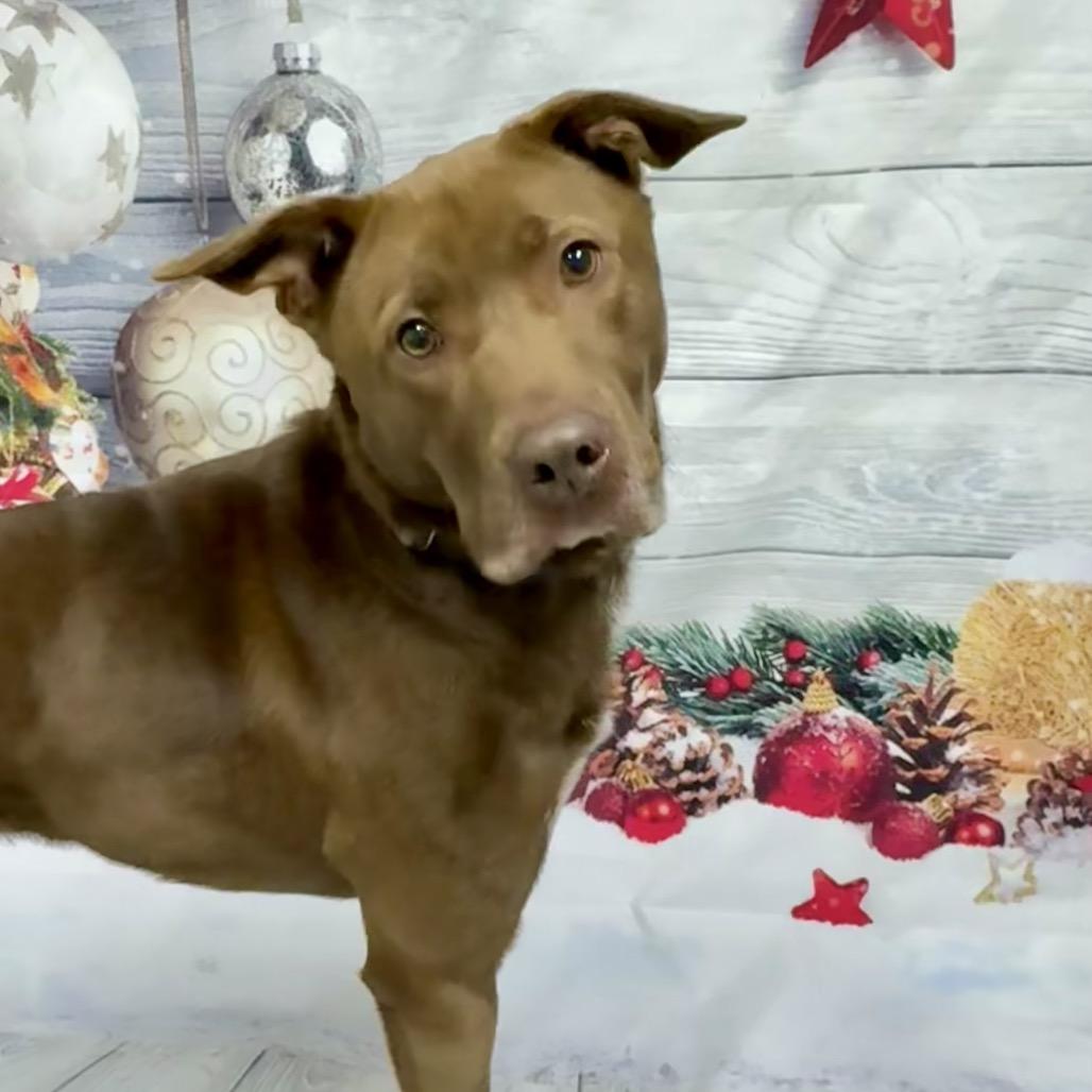 Patton, a ADOPTABLE mixed breed in Franklin, NC image 4/5