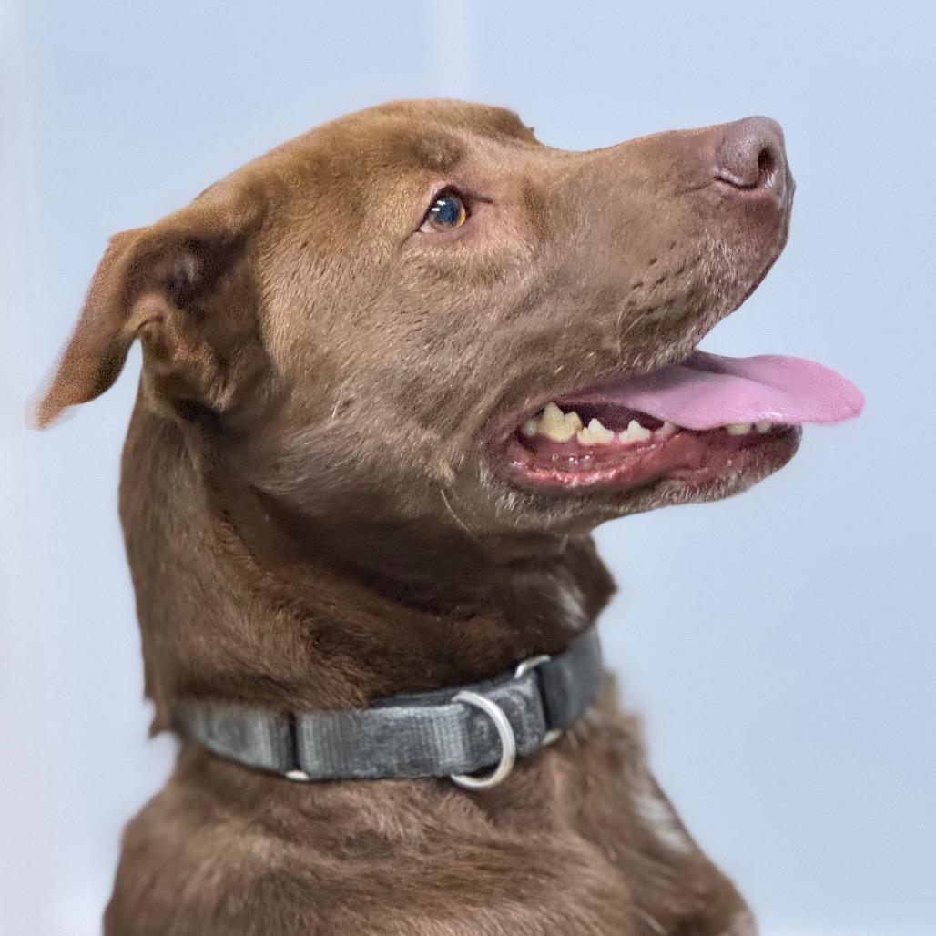 Patton, a ADOPTABLE mixed breed in Franklin, NC image 2/5