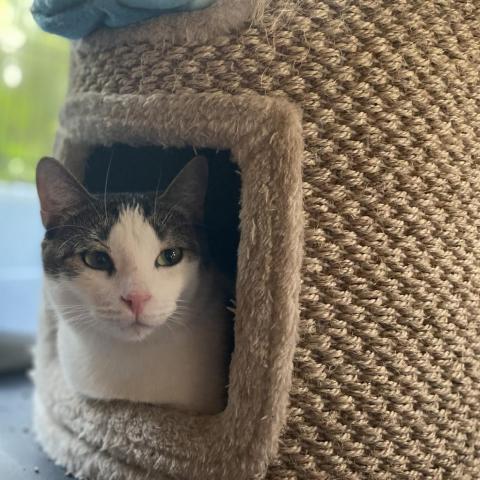 Madison, Adoptable, Adult Female Domestic Short Hair.