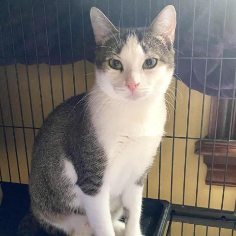 Enlarge Madison, a Adoptable Domestic Short Hair in Davie, FL image 2/9