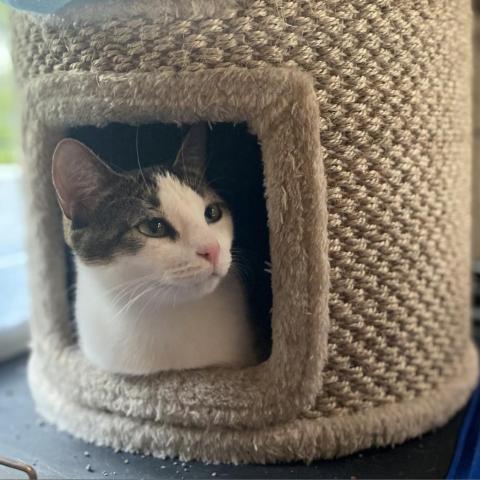 Enlarge Madison, a Adoptable Domestic Short Hair in Davie, FL image 3/9