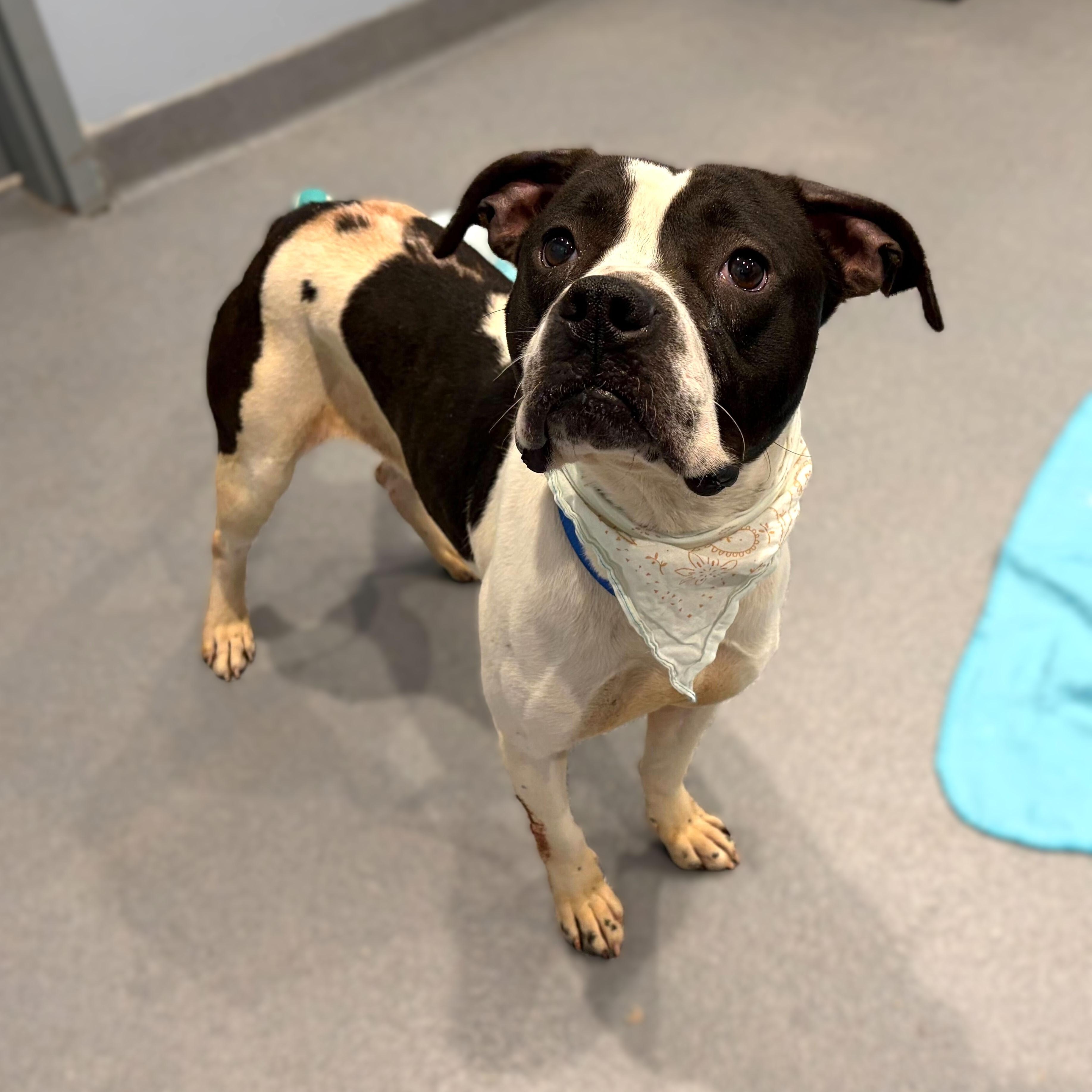 Enlarge Baby, a ADOPTABLE Mixed Breed in Canal Winchester, OH image 3/3