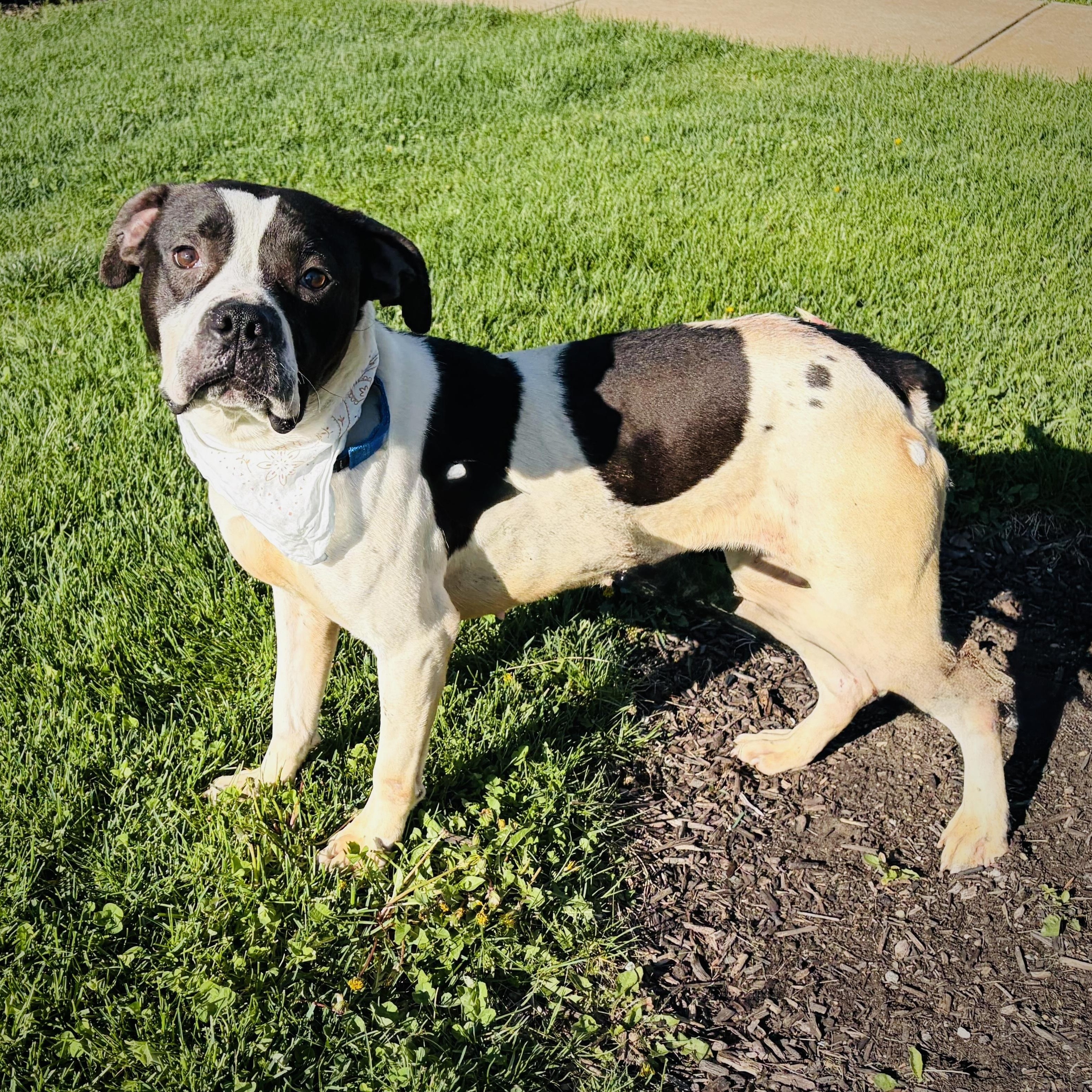 Enlarge Baby, a ADOPTABLE Mixed Breed in Canal Winchester, OH image 2/3