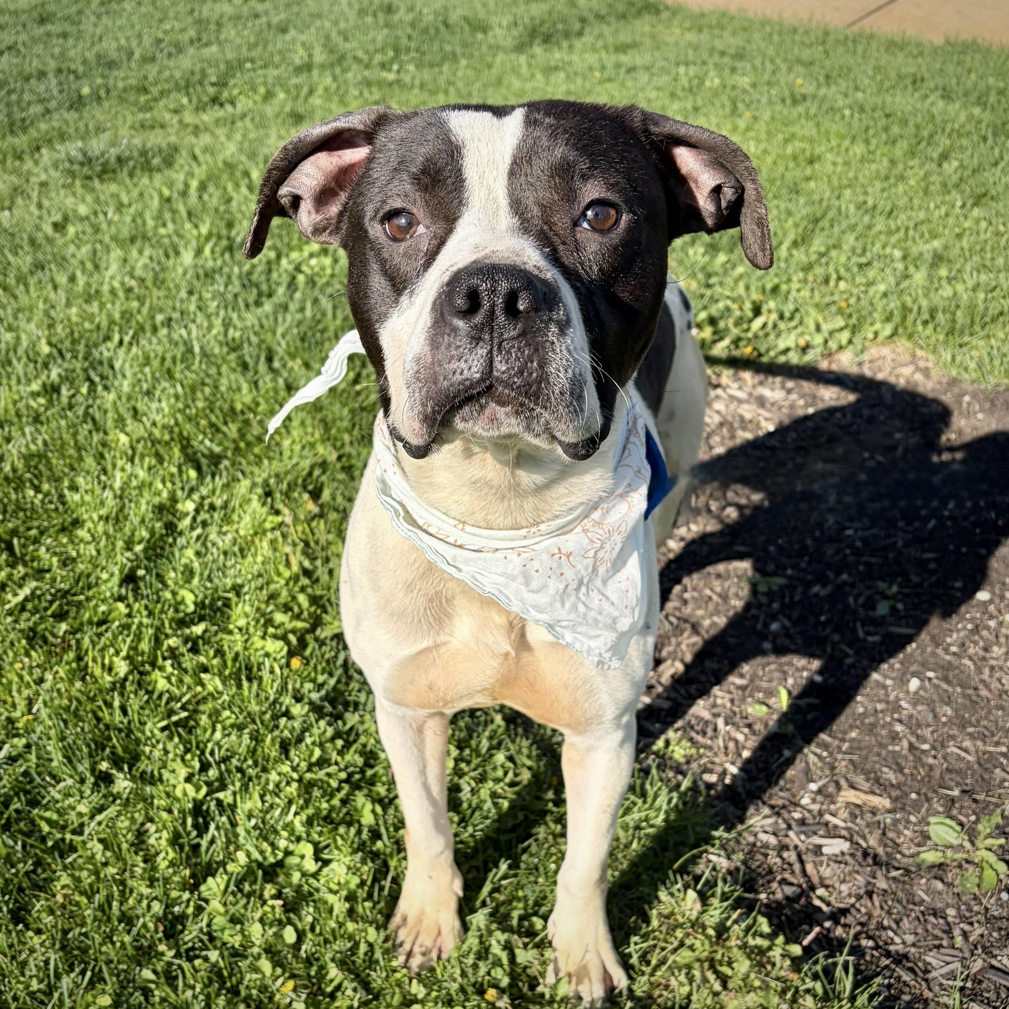 Baby, ADOPTABLE, Young Female Mixed Breed.