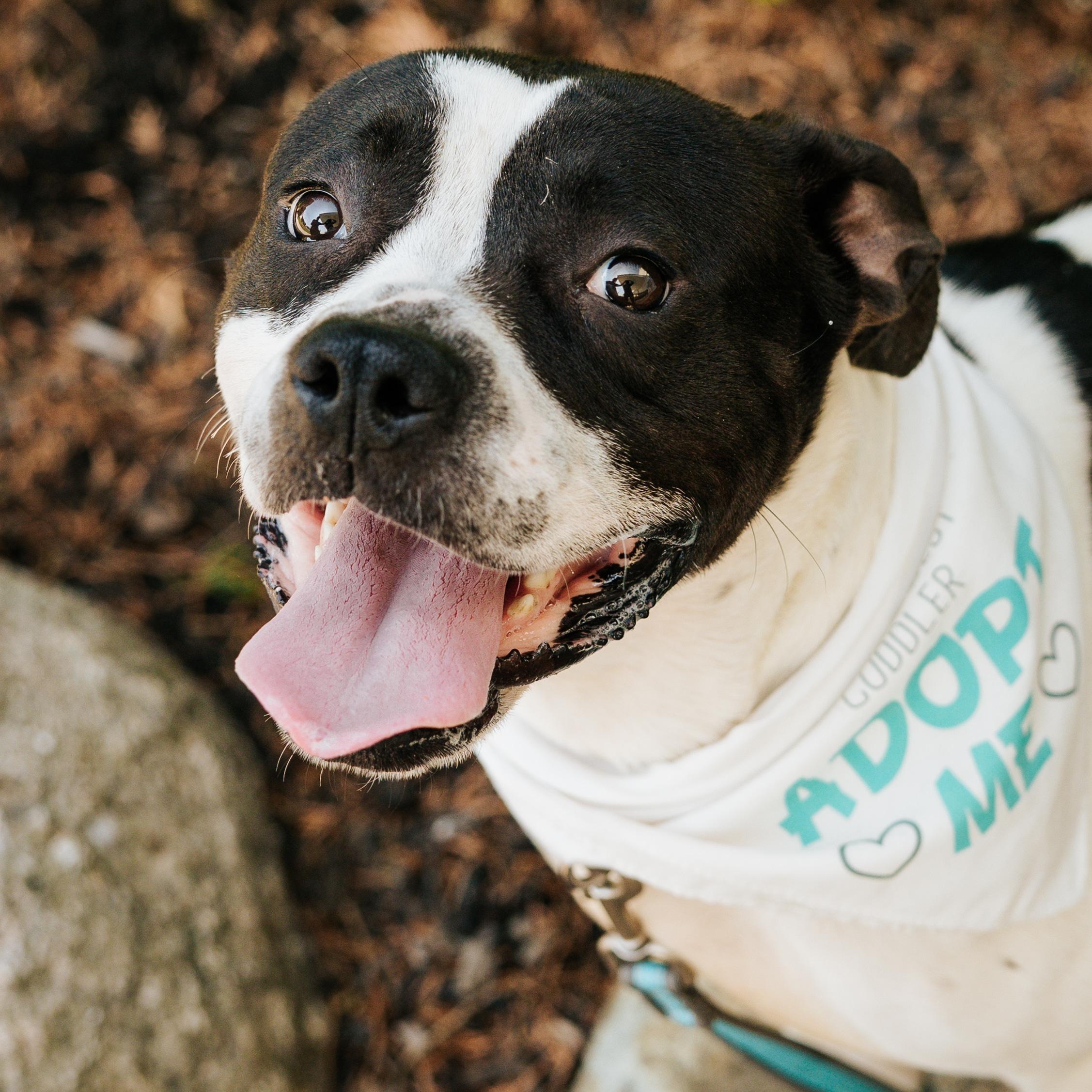 Baby, ADOPTABLE, Young Female Mixed Breed.