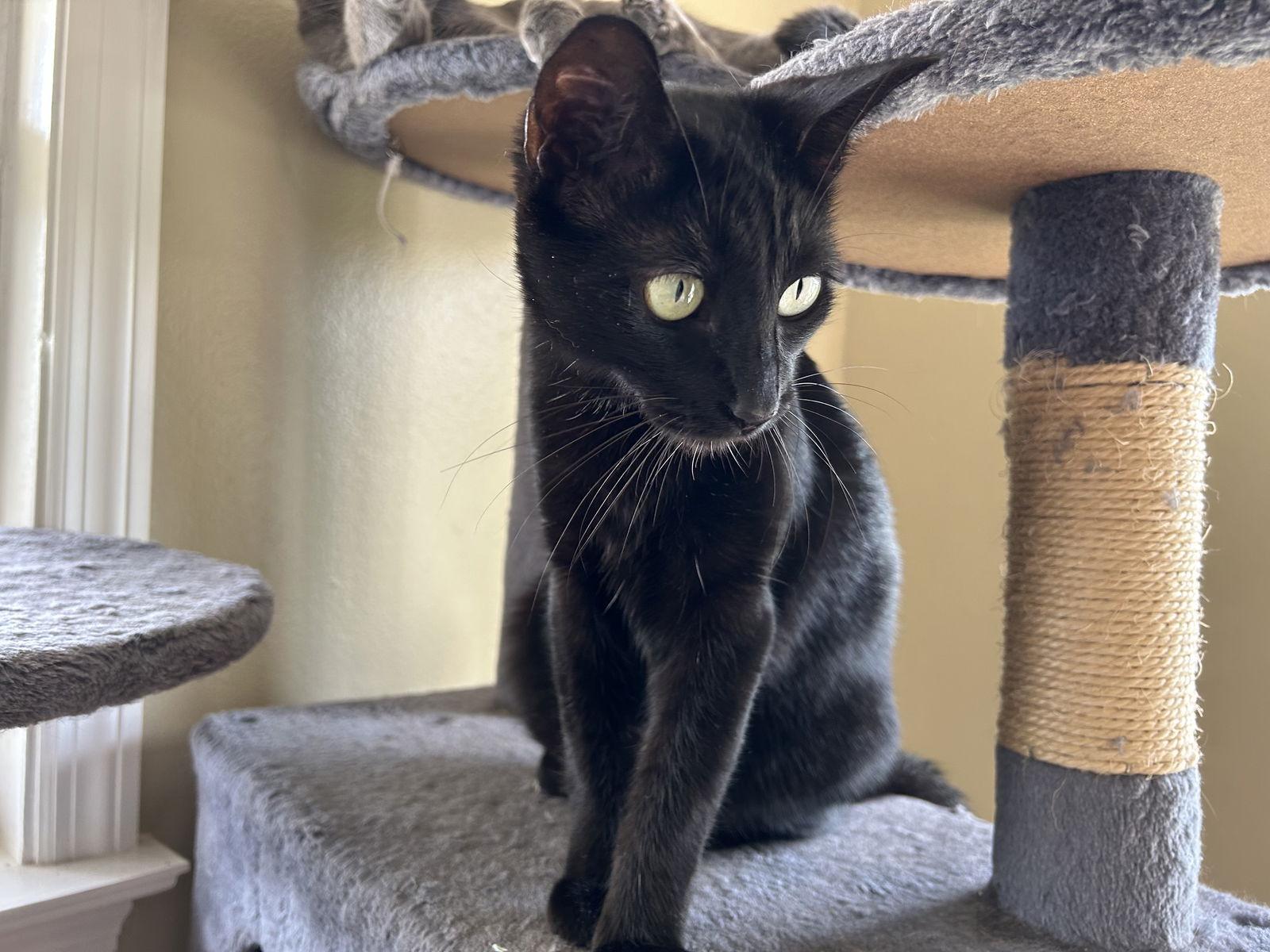 Kiwi, Adoptable, Adult Female Domestic Short Hair.