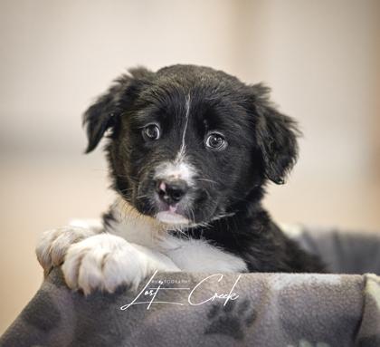 Enlarge Hector, a Adoptable mixed breed in Kalispell, MT image 1/3