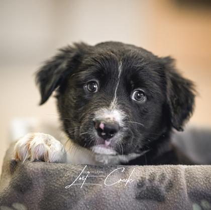 Enlarge Hector, a Adoptable mixed breed in Kalispell, MT image 2/3