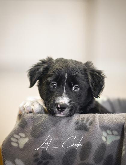 Enlarge Hector, a Adoptable mixed breed in Kalispell, MT image 3/3