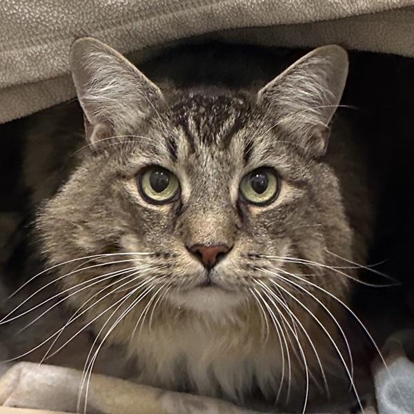 Enlarge Mike, a Adoptable mixed breed in Walnut Creek, CA image 2/2