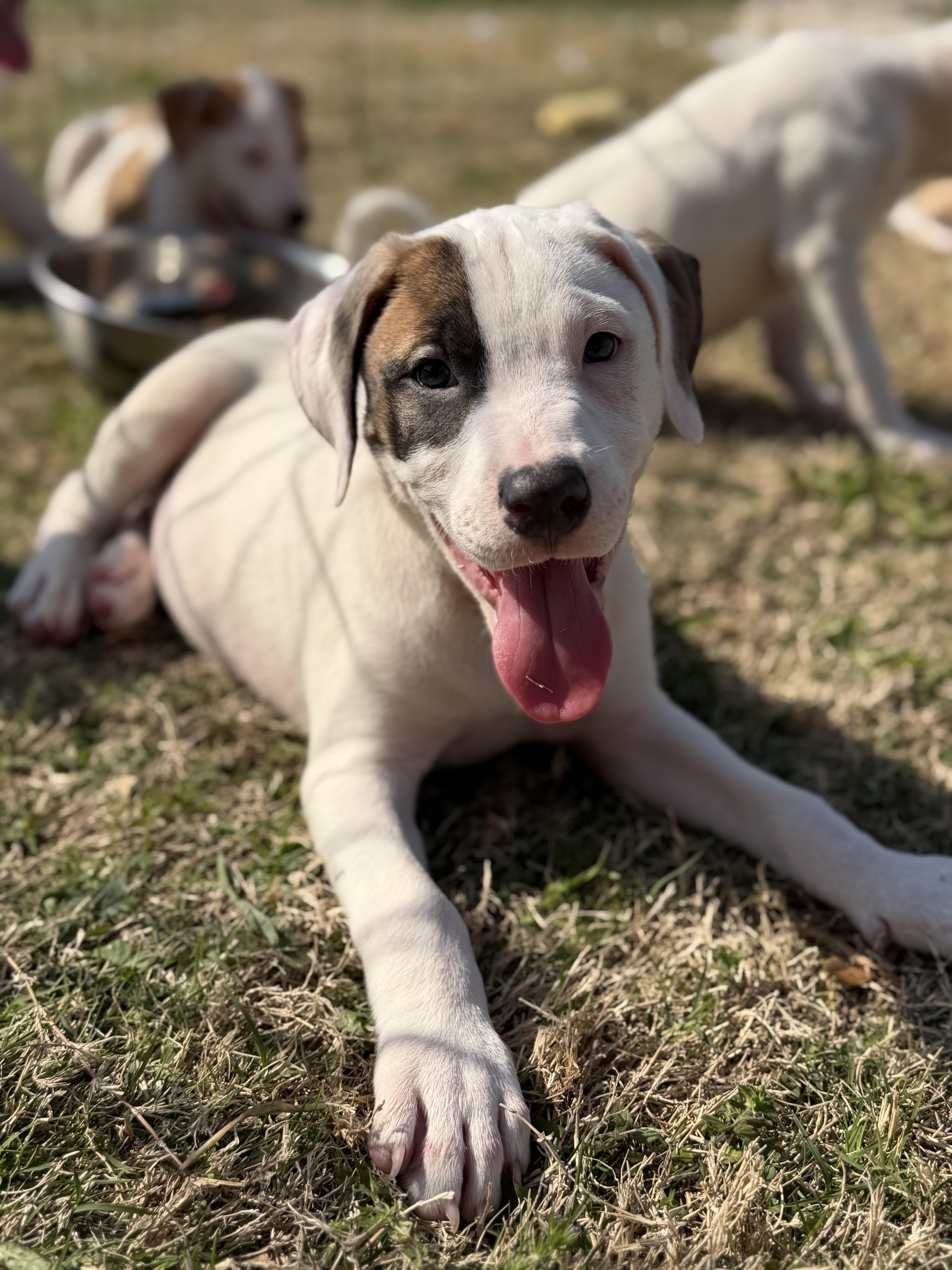 Enlarge Oakley, a ADOPTABLE mixed breed in Carrollton, TX image 3/3