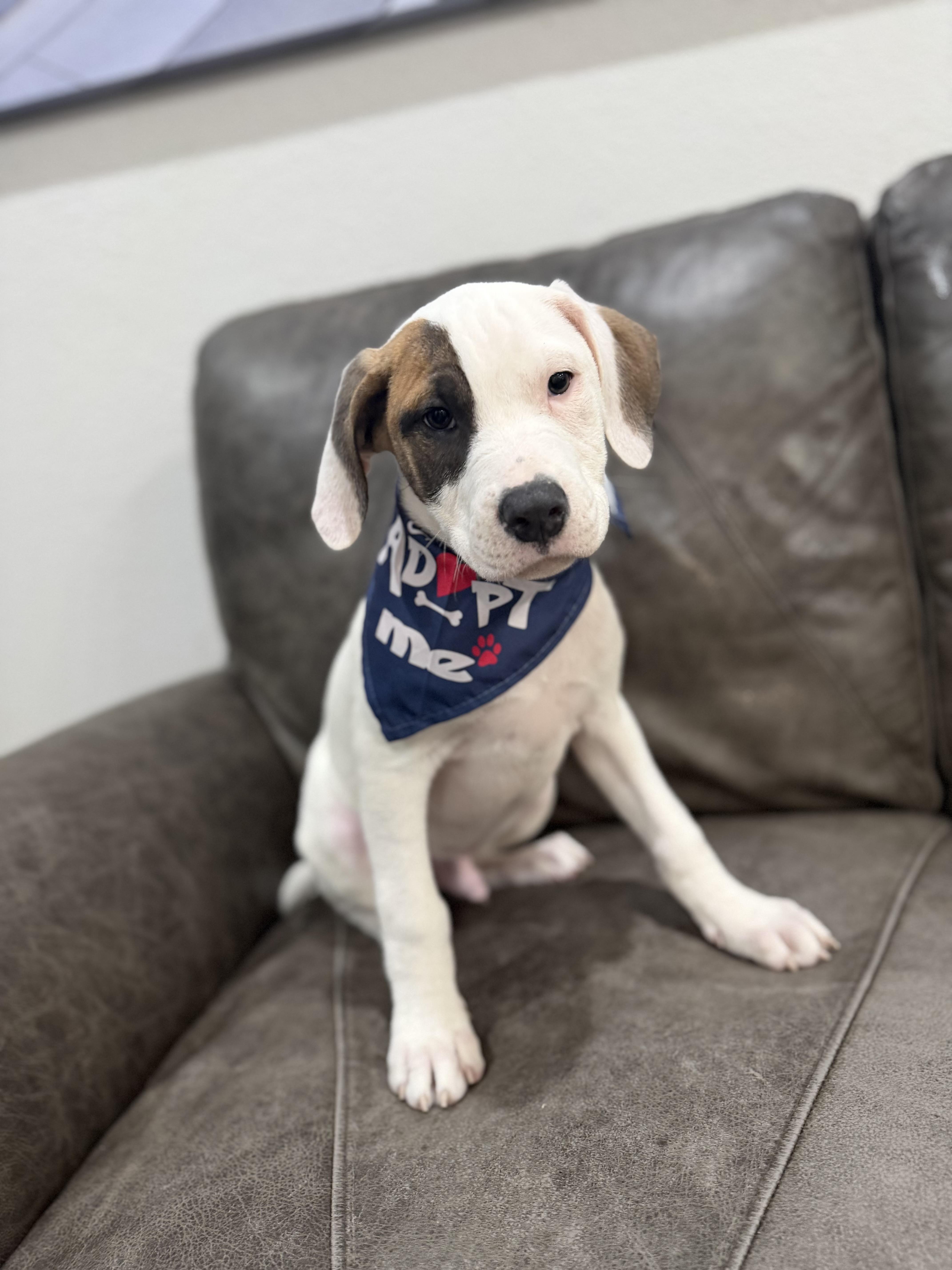 Enlarge Oakley, a ADOPTABLE mixed breed in Carrollton, TX image 1/3