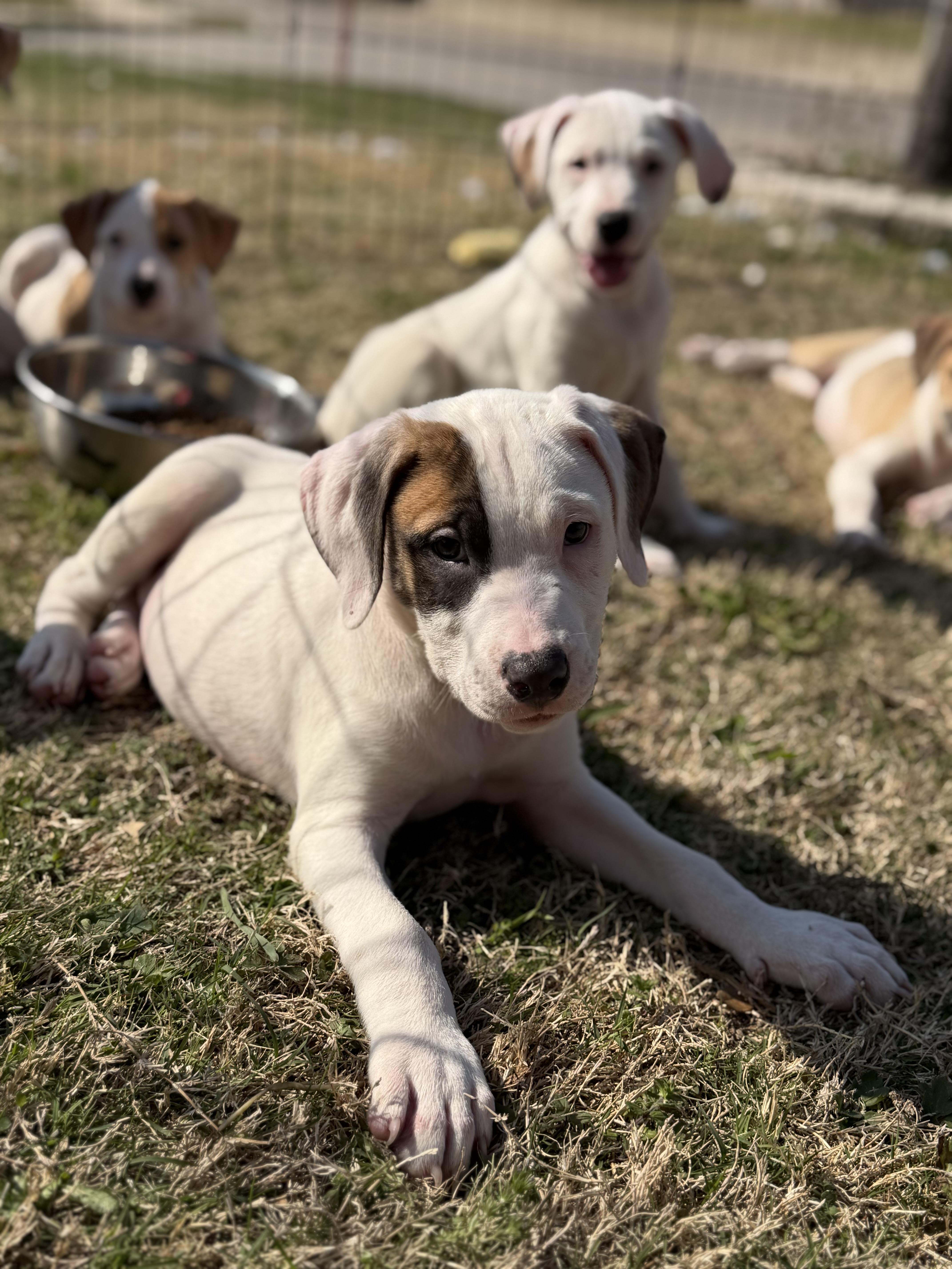 Enlarge Oakley, a ADOPTABLE mixed breed in Carrollton, TX image 2/3