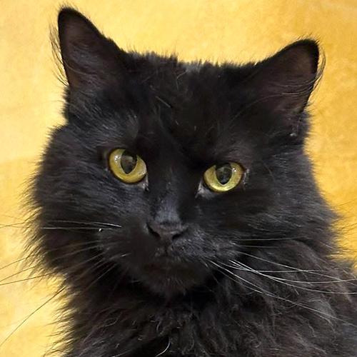 Enlarge Claire Bear, a Adoptable Domestic Medium Hair in Crystal Lake, IL image 1/6