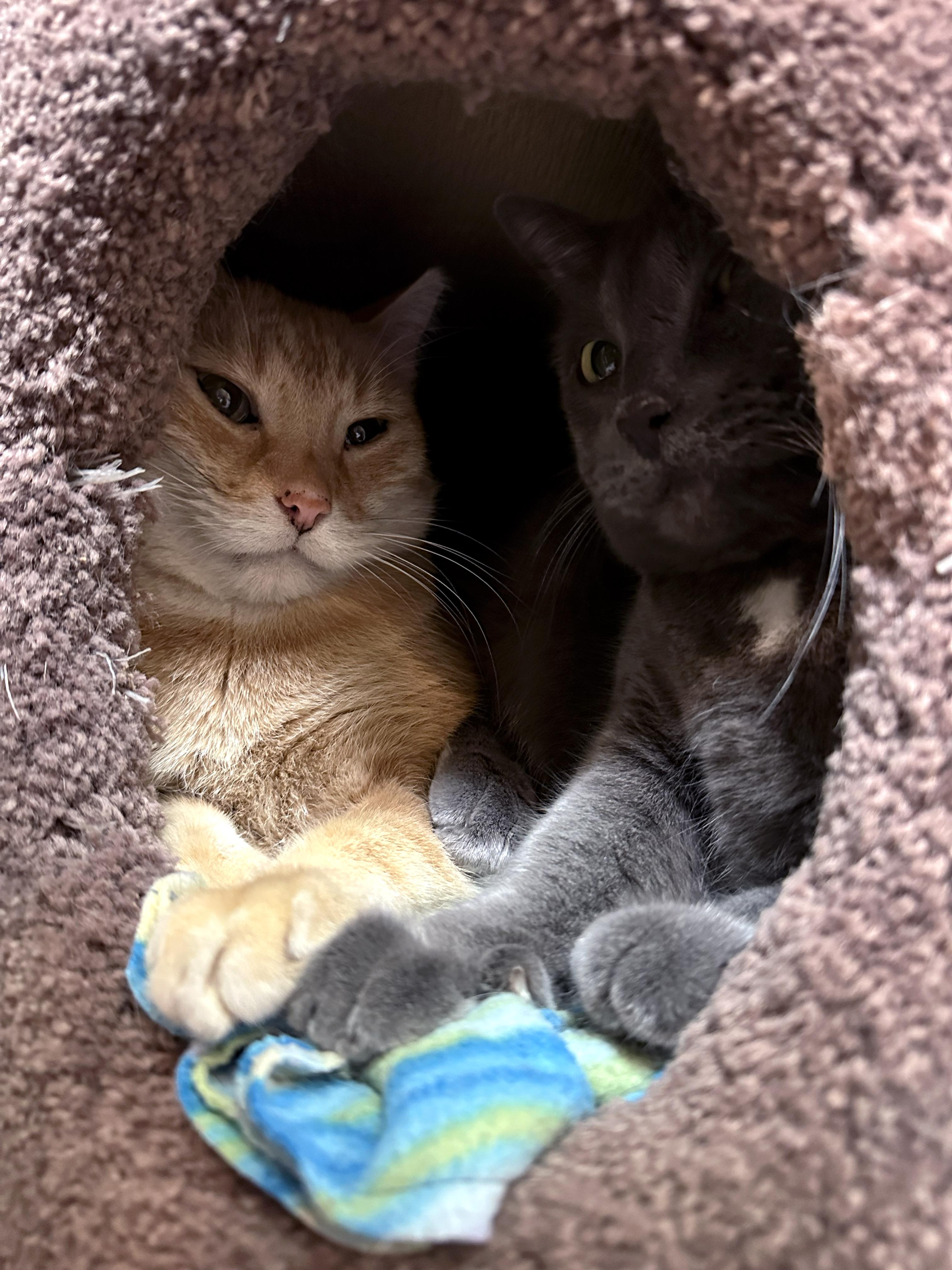 Enlarge Claire Bear, a Adoptable Domestic Medium Hair in Crystal Lake, IL image 2/6